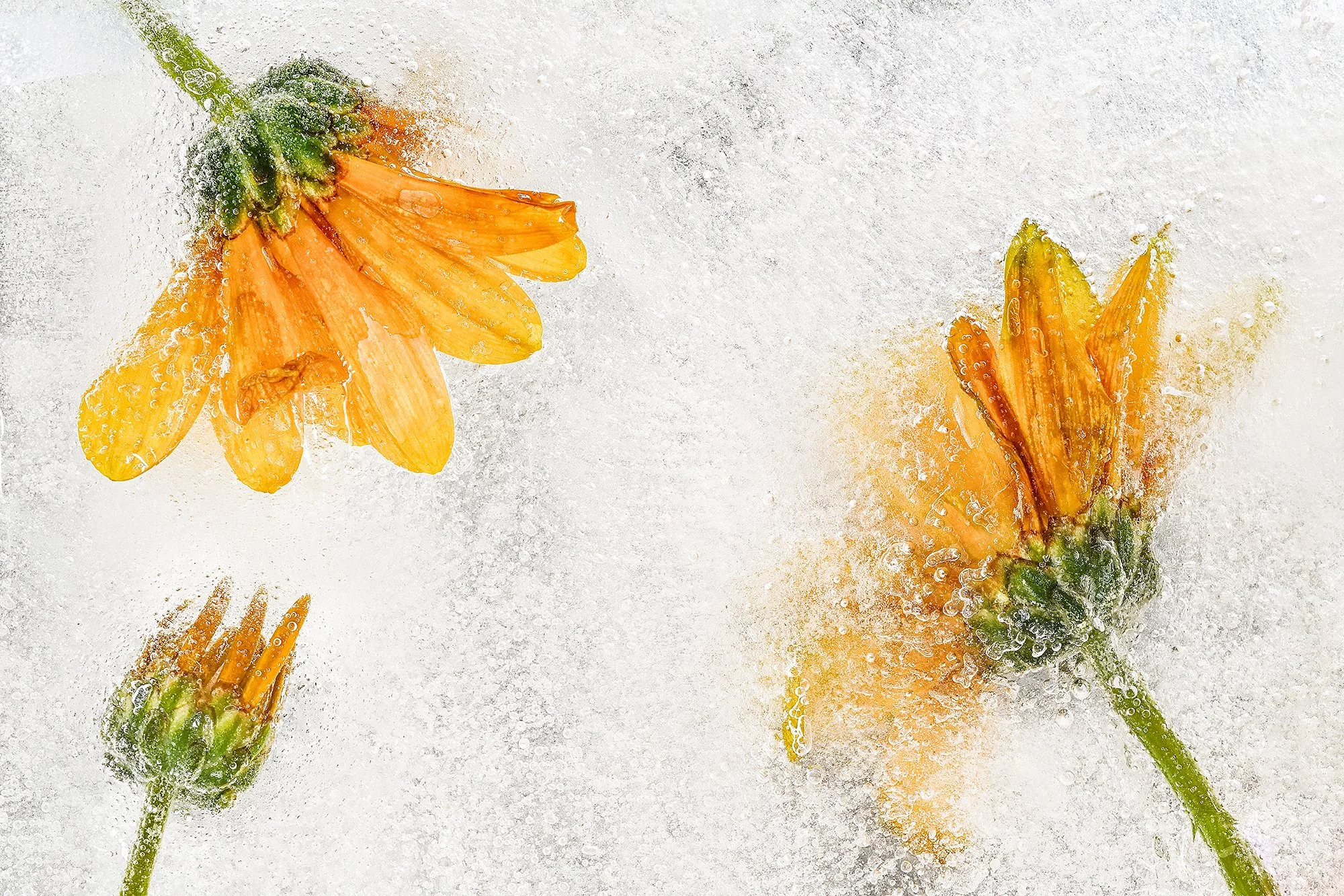 Frozen Flowers 2025-10-23NIKON D850-8705-Edit.jpg