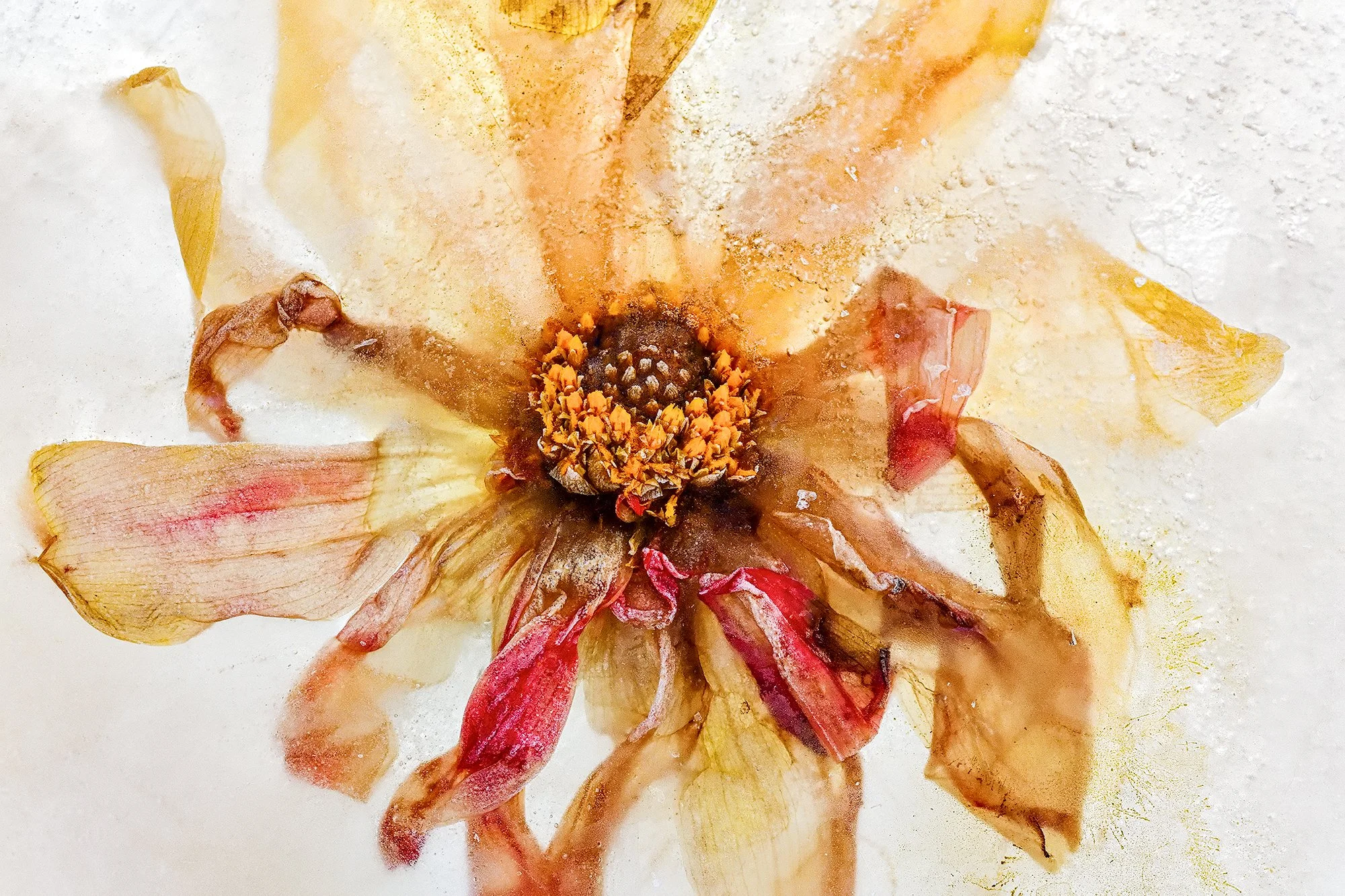 Frozen Flowers 2025-10-22NIKON D850-7798-Edit-3.jpg