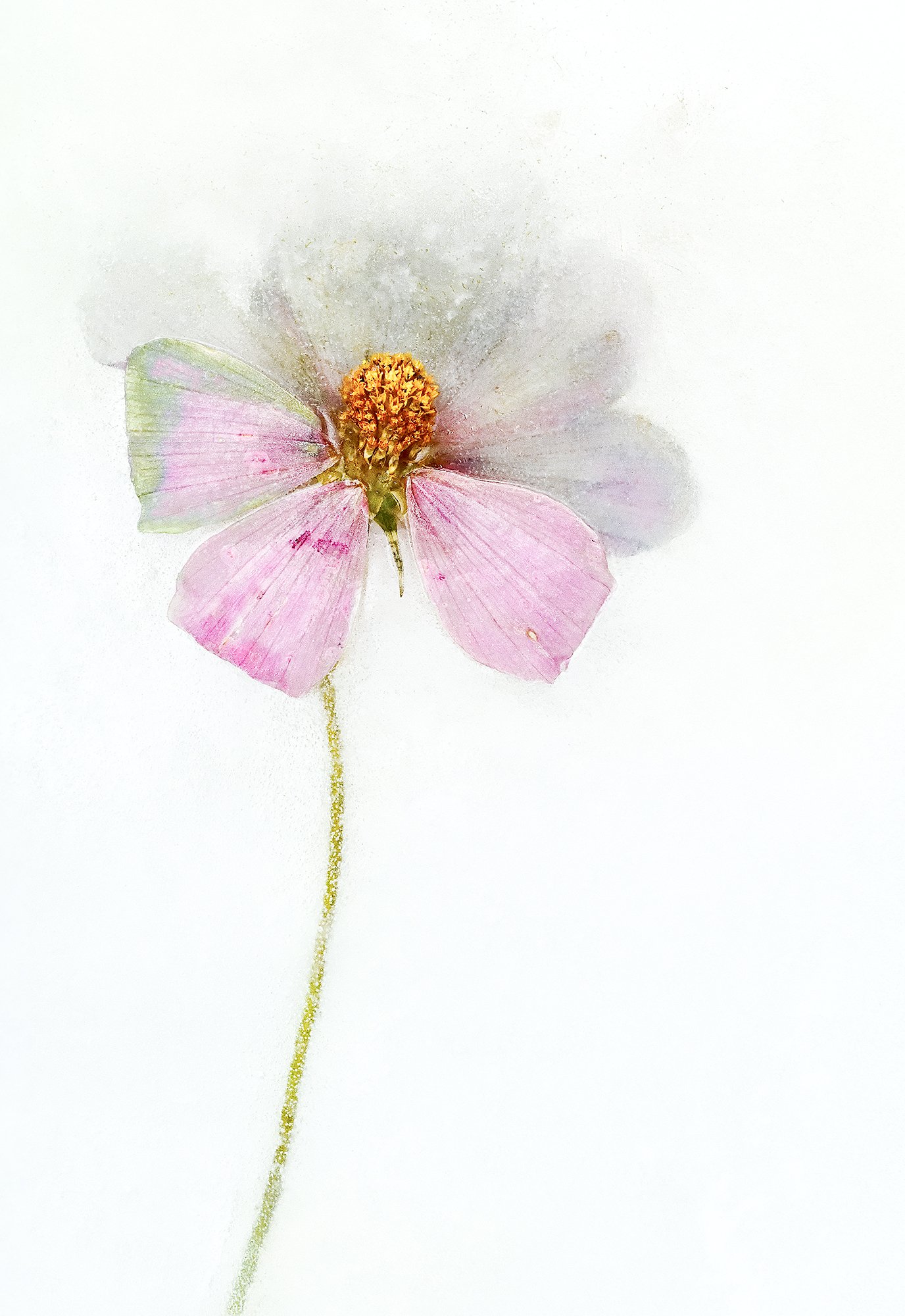 Frozen Flowers 2025-10-17NIKON D850-6487-Edit.jpg