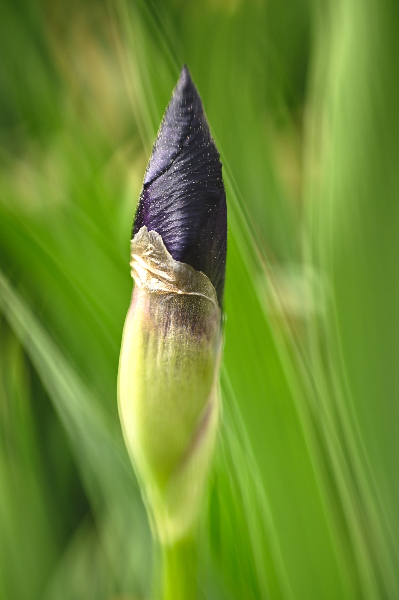 Close-up of a purple iris bud emerging from green leaves.