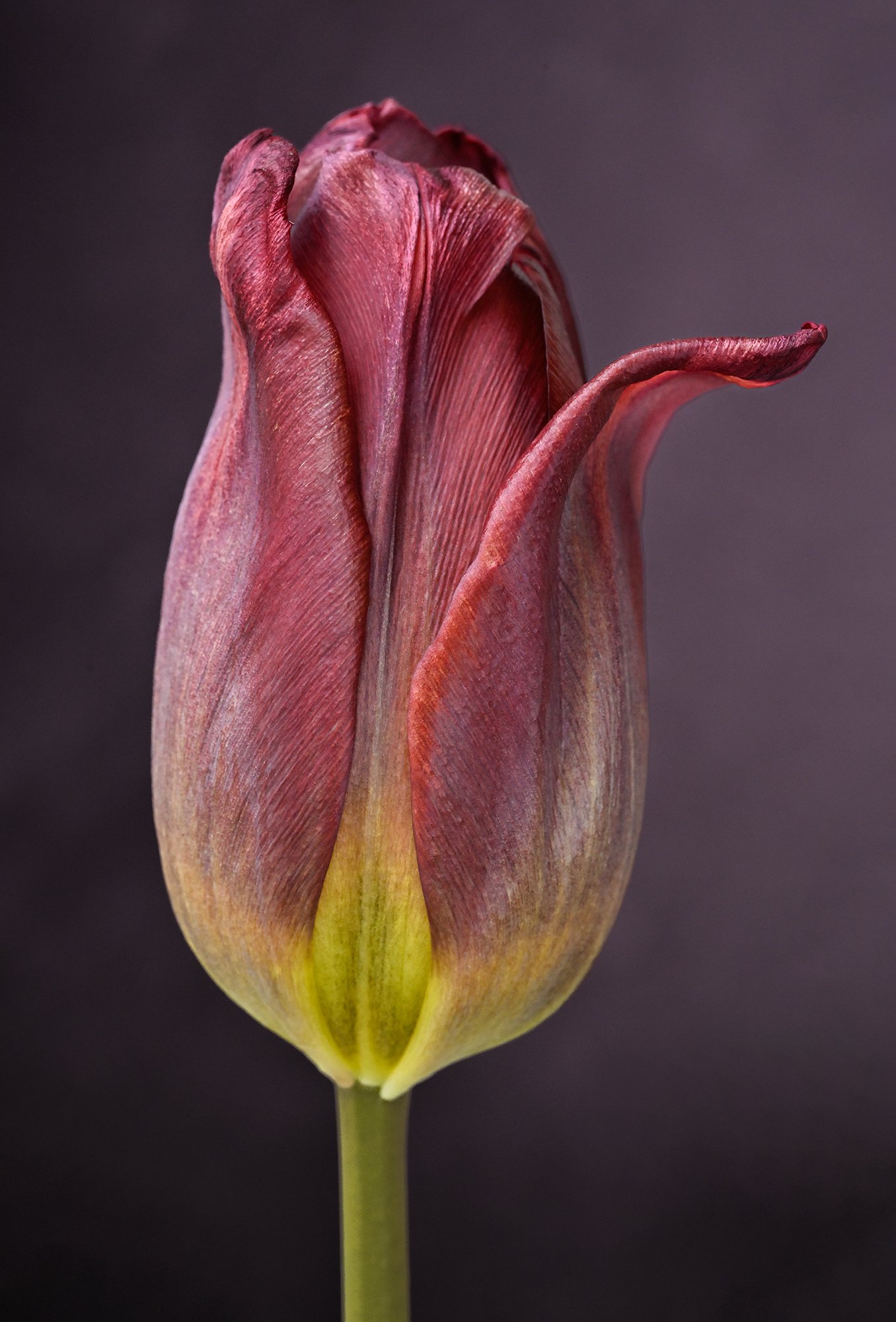 Close-up of a closed tulip flower with reddish and pinkish petals against a dark background.