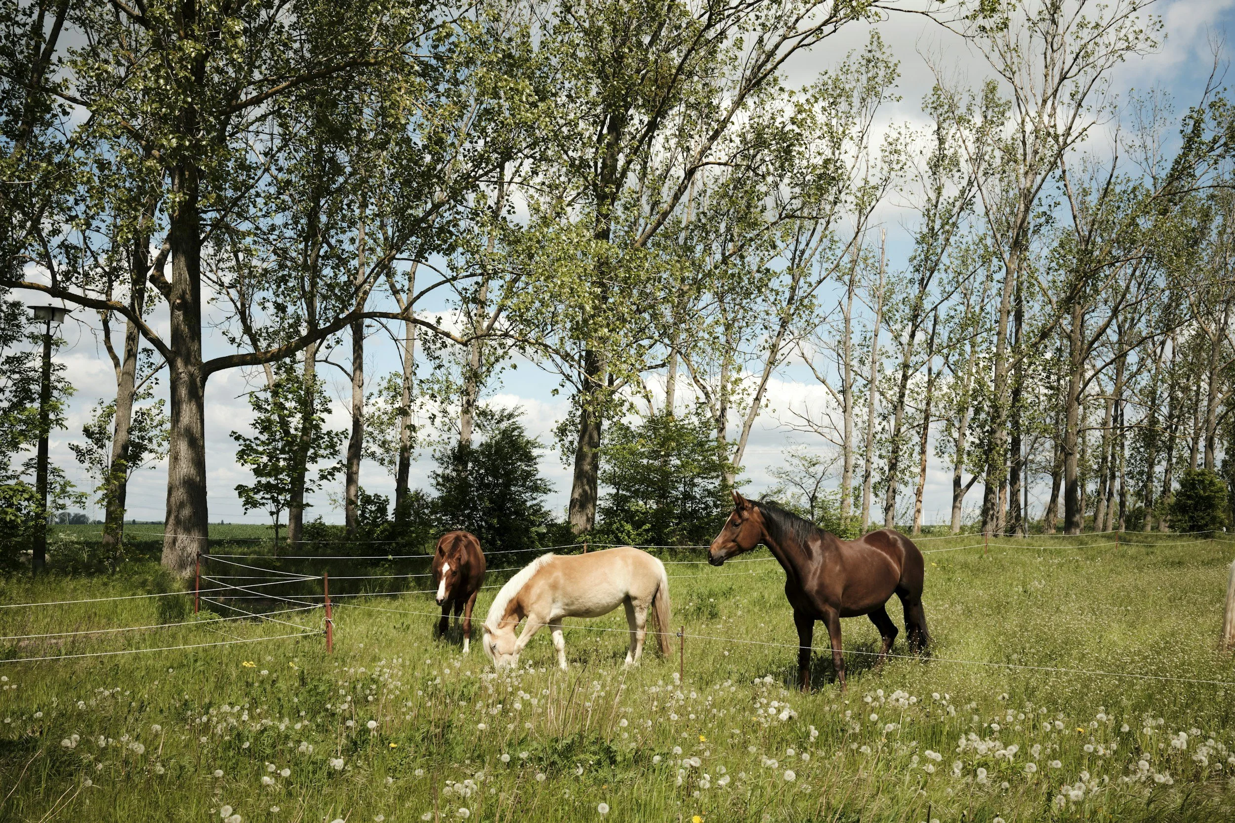 A group of horses grazing on a grassy field with trees and blue sky in the background.