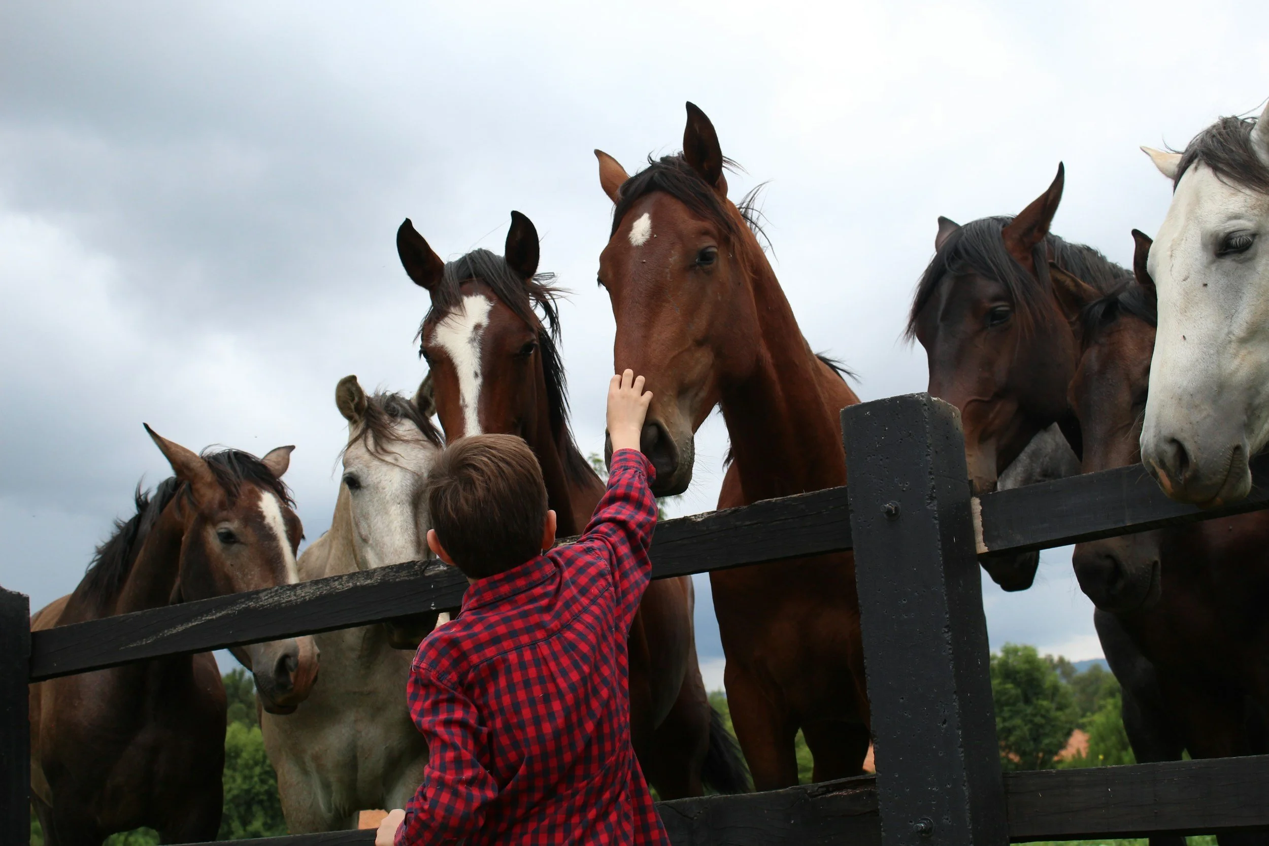 Child in a red and black plaid shirt reaching out to touch the noses of several horses behind a wooden fence on a cloudy day.