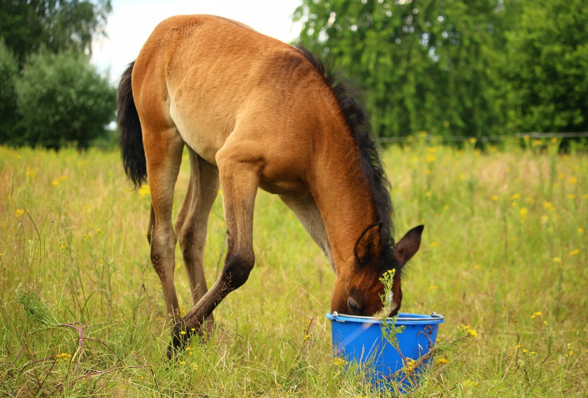 A brown horse grazing in a green meadow with yellow flowers, drinking from a blue bucket.