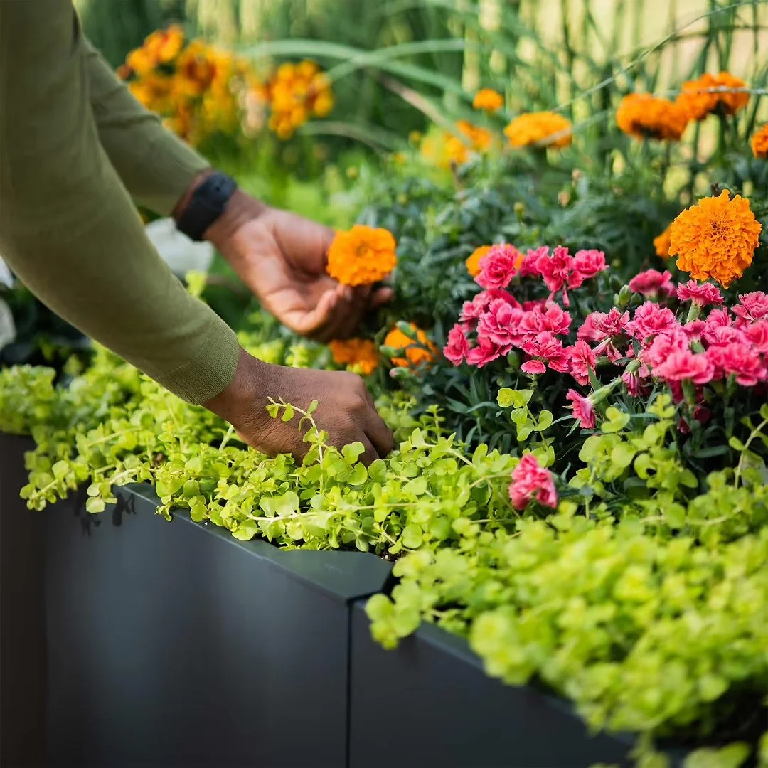 Gardener tending colorful flowers in a raised bed