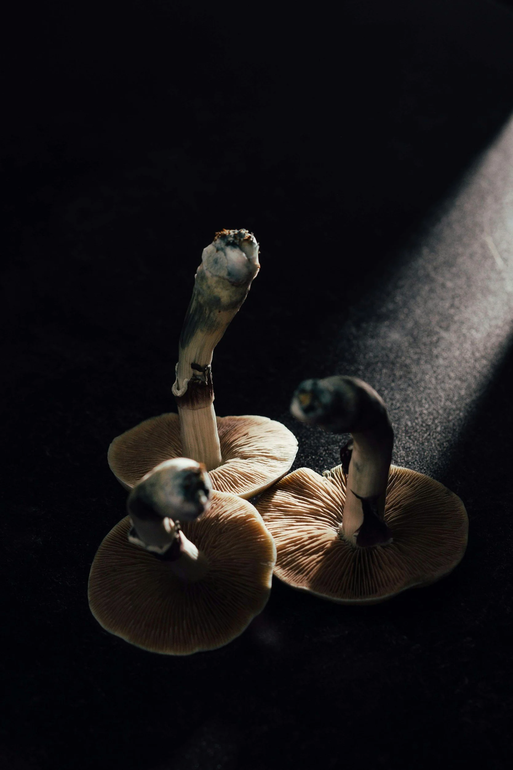 Ceremonial Cacao + Psilocybin Mushrooms: A Sacred Healing Partnership