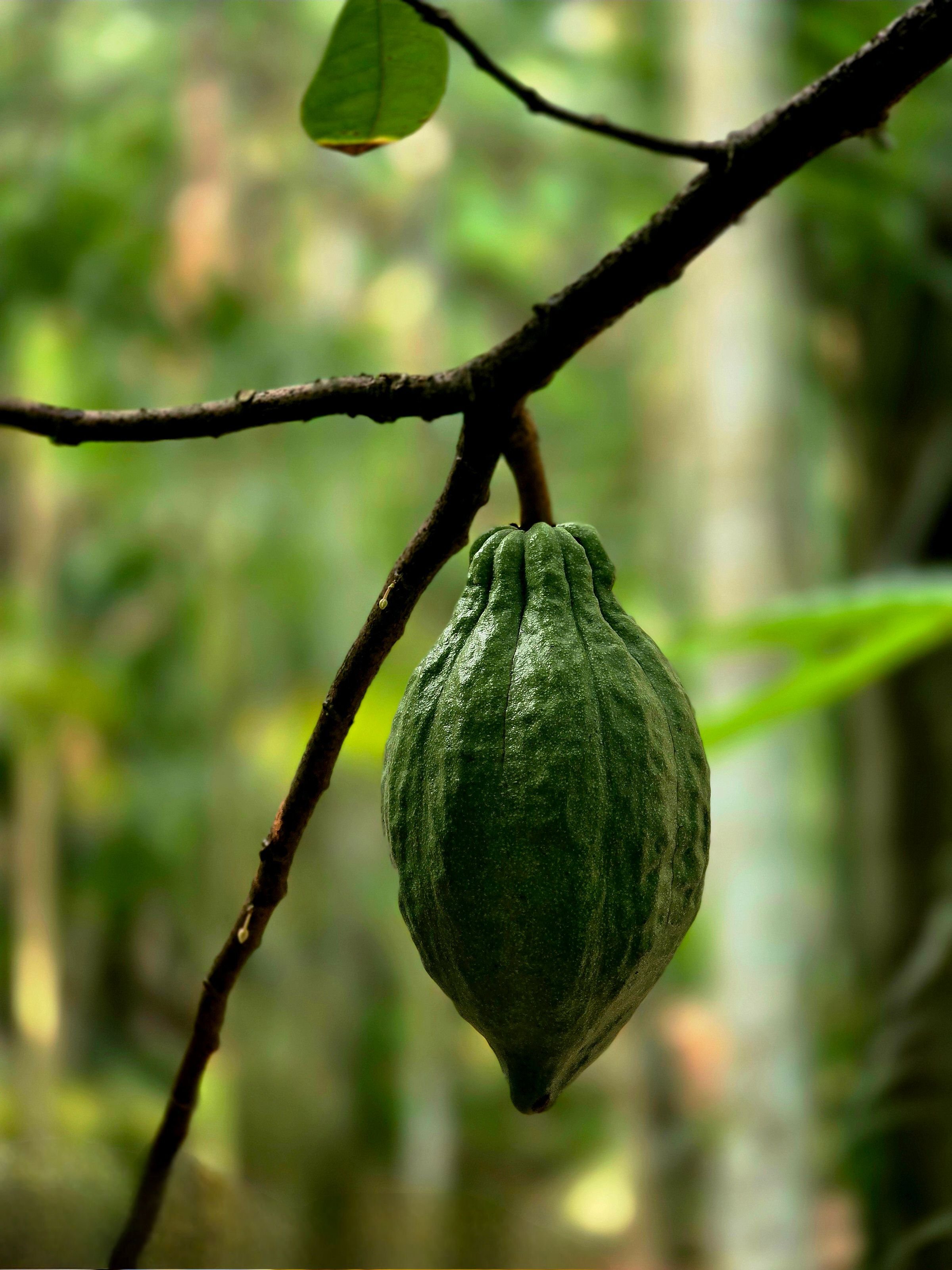 A close-up of an unripe cacao pod hanging from a branch in a lush green forest.