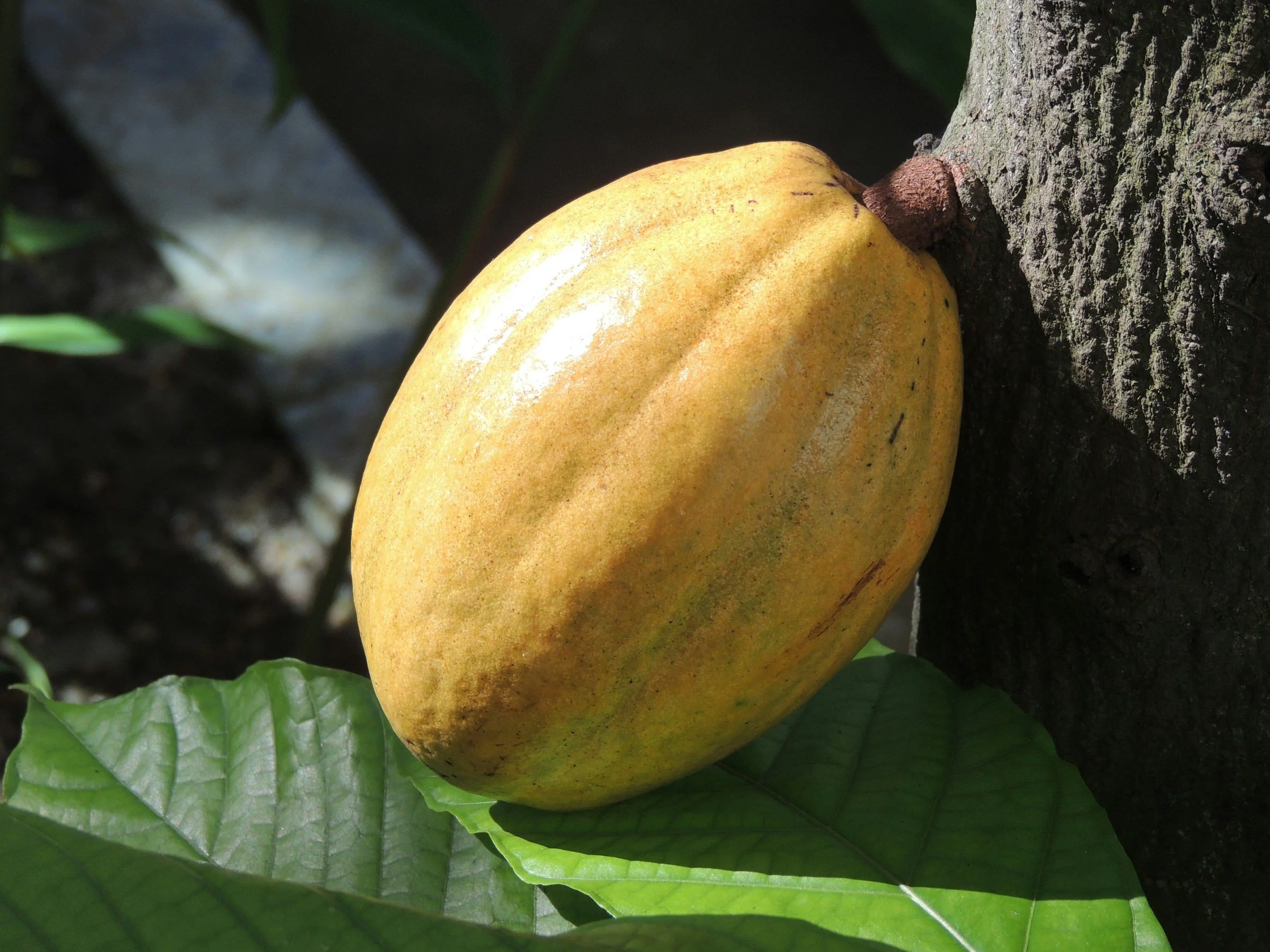 A yellow pear resting on green leaves at the base of a tree trunk.
