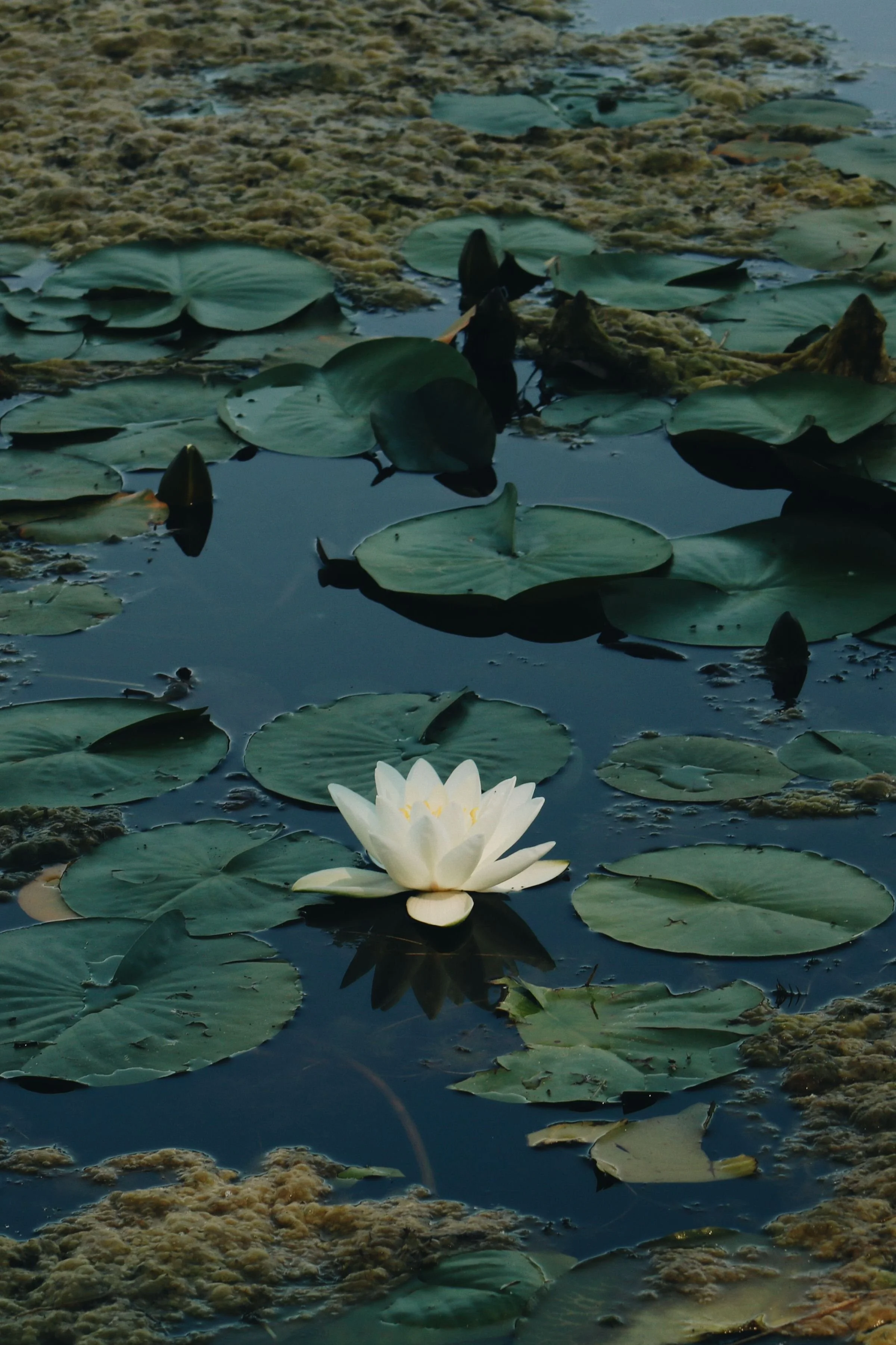 A pond with green lily pads and lily flowers, some covered with moss, and reflections of the plants in the water.