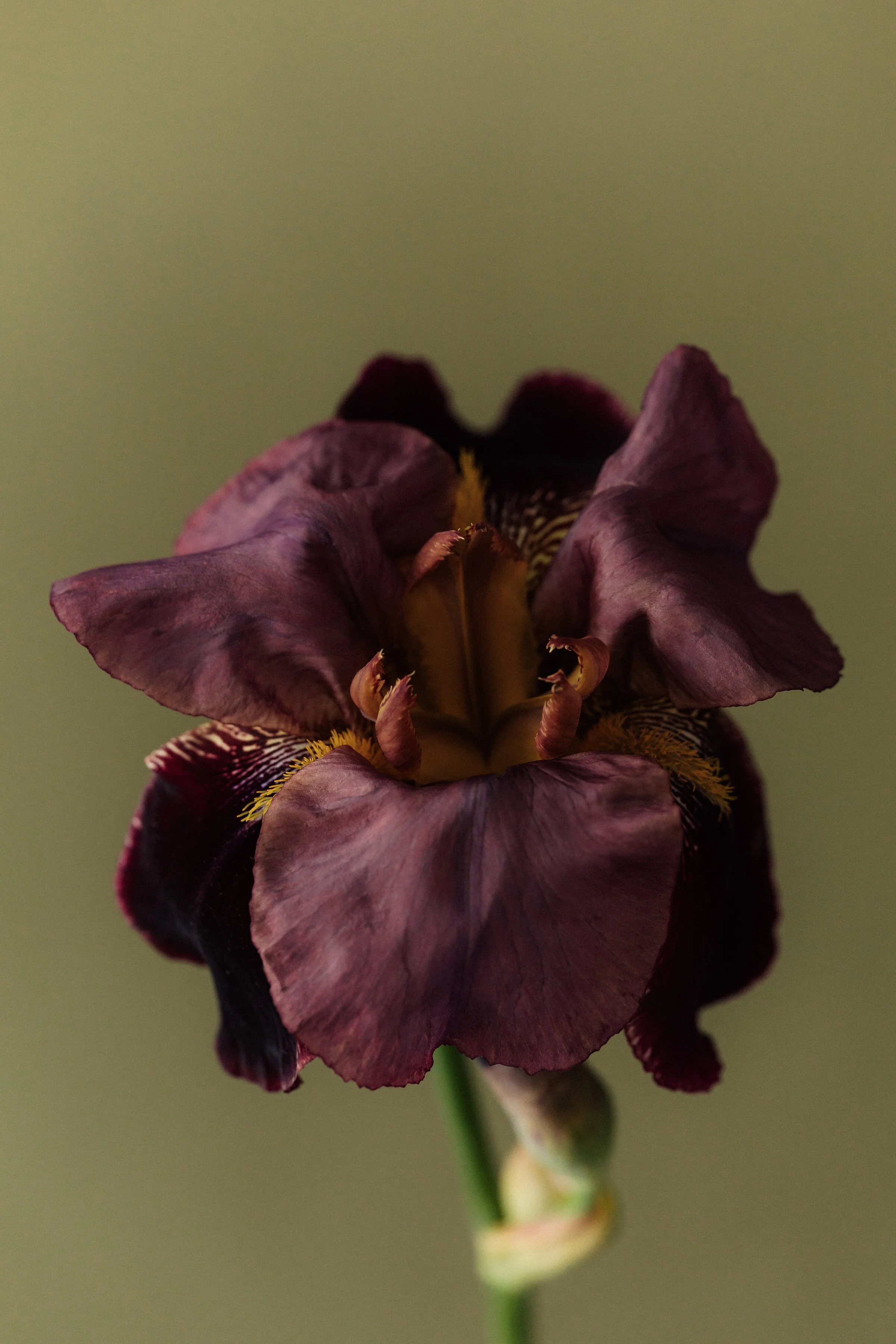 Close-up of a dark purple flower with yellow and black markings, against a plain green background.