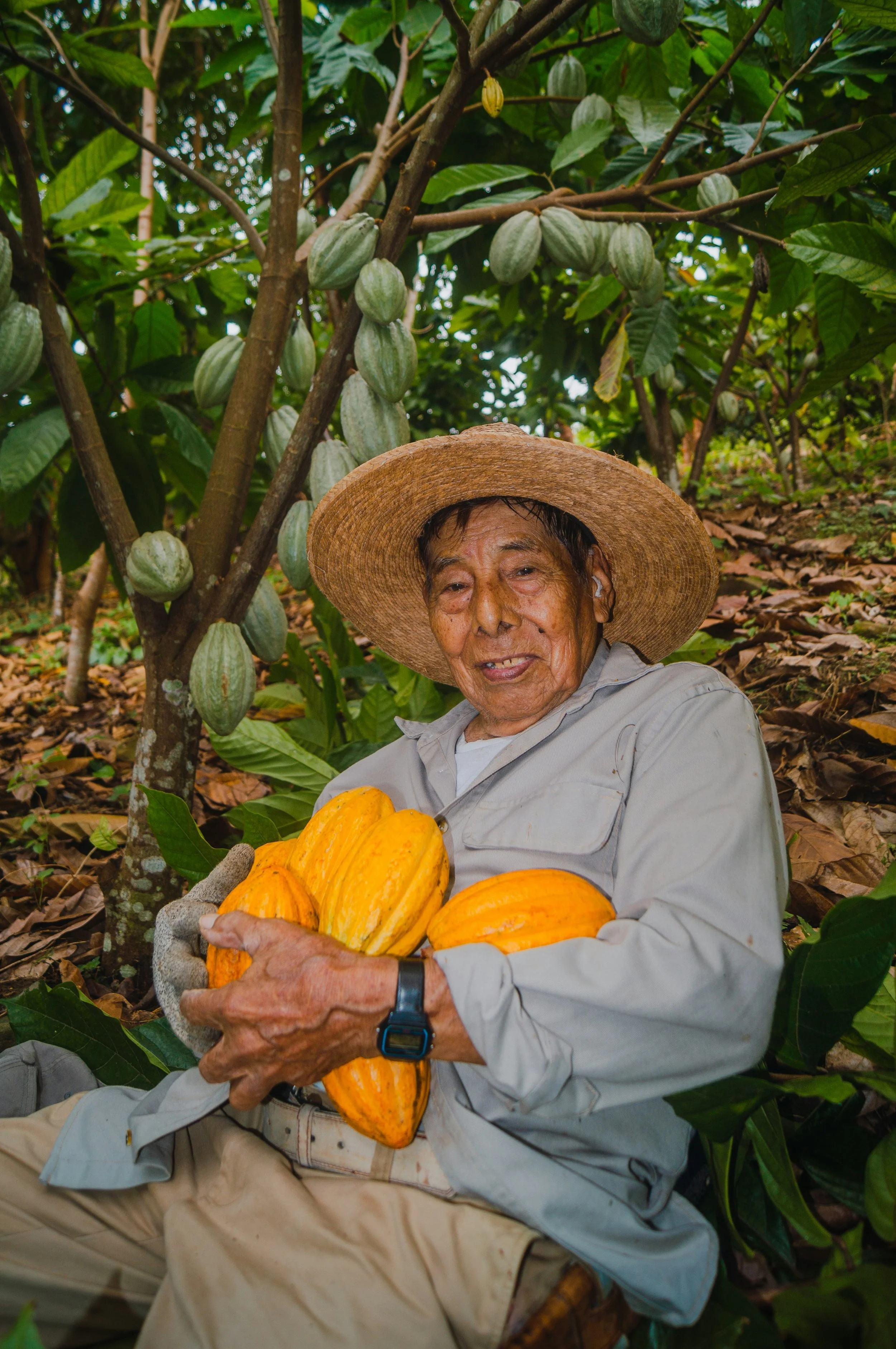 An elderly person in a wide-brimmed hat, sitting in a lush, green field, holding several ripe yellow-orange pumpkins. The background features a cacao tree with large green leaves and developing cacao pods.