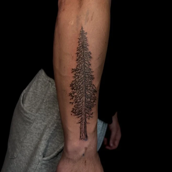 A tattoo of a detailed pine tree on a person's forearm, with a black background.