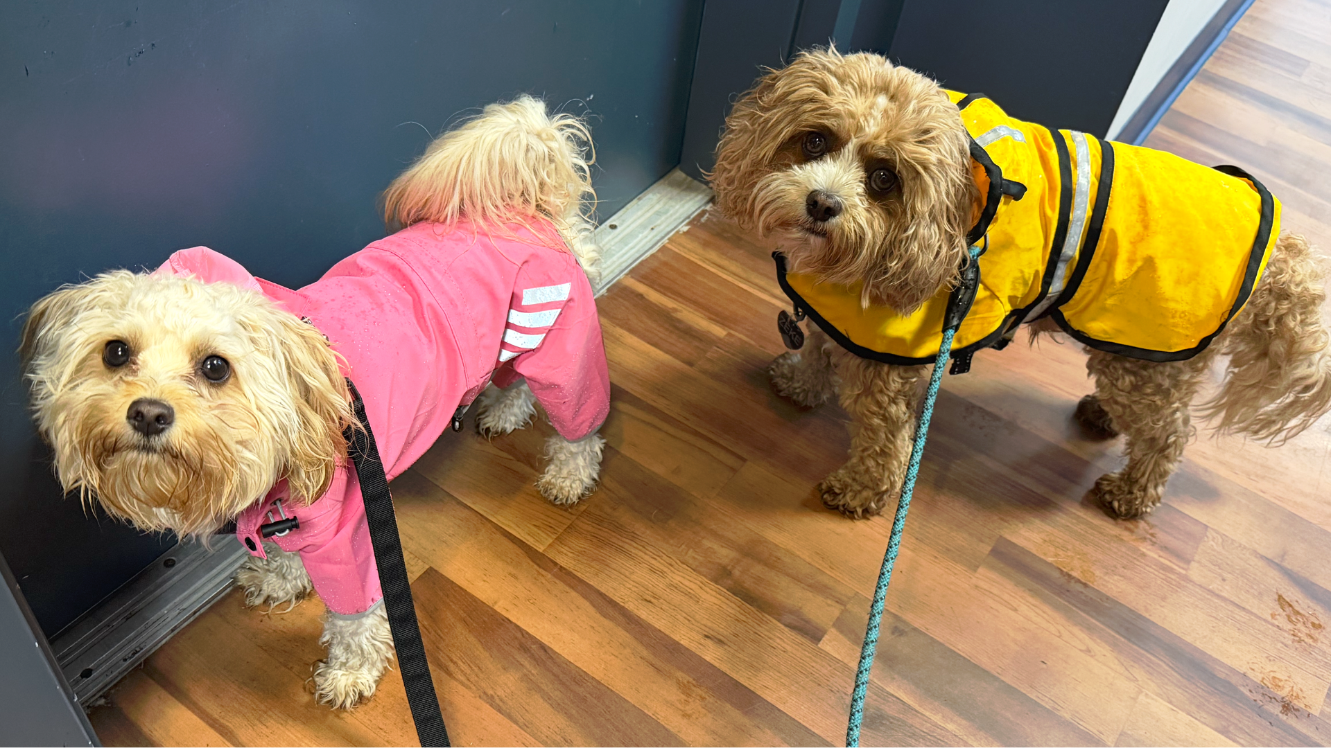 Two small dogs dressed in raincoats, one pink and one yellow, standing on a wooden floor near a dark-colored door.