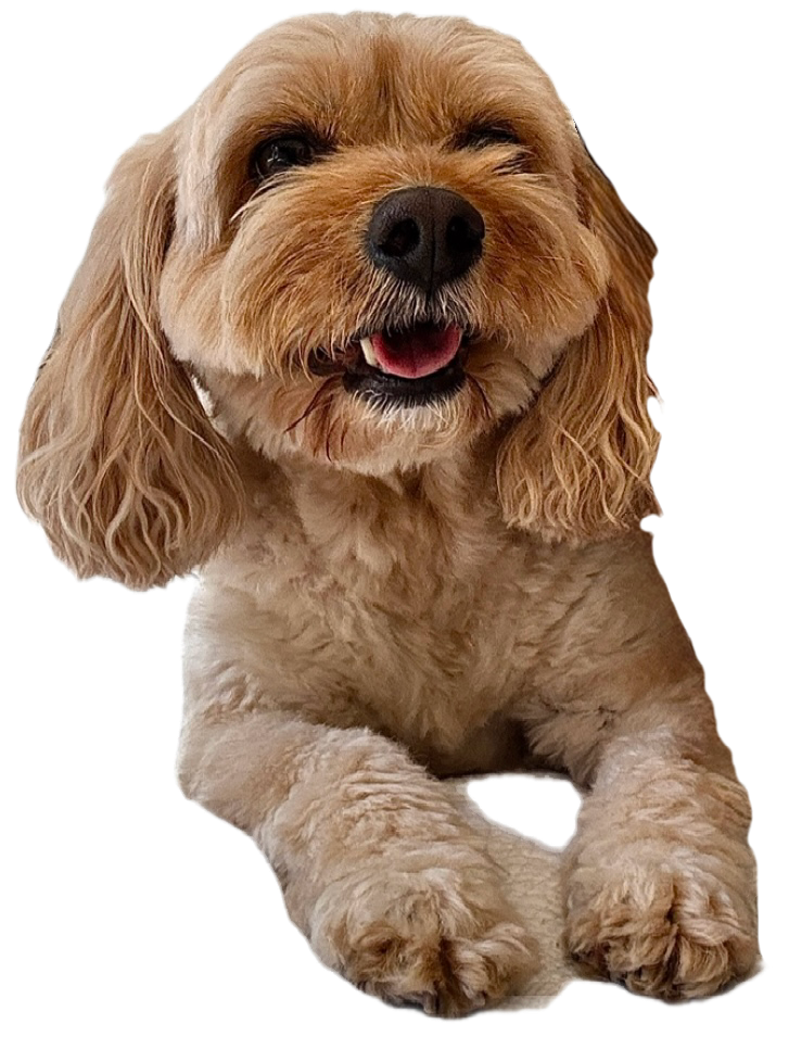 A happy, light brown, curly-haired dog with one eye closed and tongue slightly out, sitting with paws in front.
