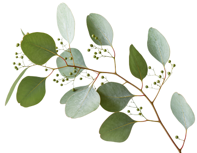 A sprig of eucalyptus leaves and small green buds.