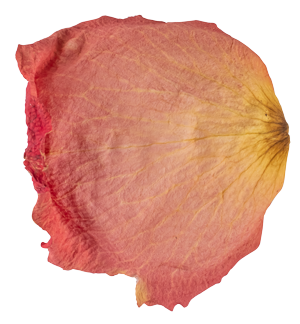 A single dried pinkish-orange flower petal with delicate veining and slightly curled edges.