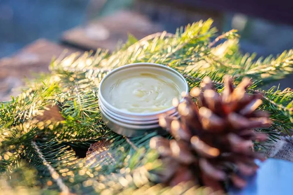 An open jar of white cream or lotion on evergreen branches, with a pine cone nearby, outdoors with sunlight.