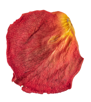 A single red and yellow flower petal with visible veins and texture.