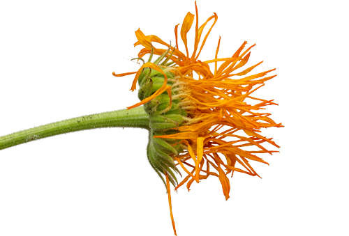 Close-up of an orange calendula flower with spiky petals and green stem against a black background.