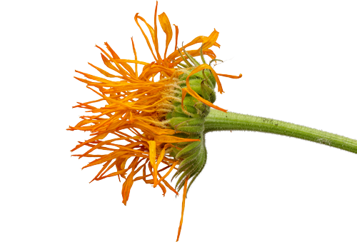 Close-up of an orange and yellow calendula flower with a green stem.