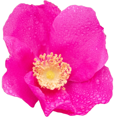 Close-up of a pink flower with water droplets on the petals and yellow stamens in the center.