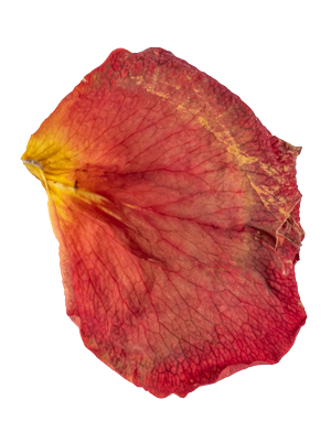 A dried, red and yellow leaf with visible veins.