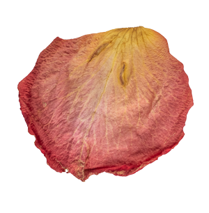 A dried, shriveled rose petal with shades of pink, red, and yellow.