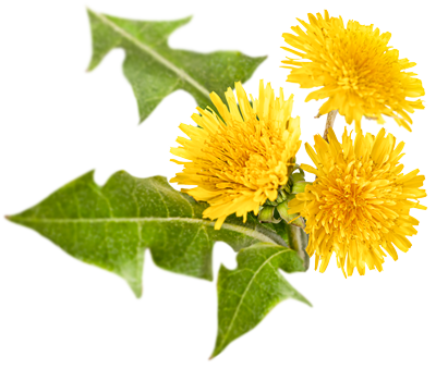 Yellow dandelion flowers with green oak leaves