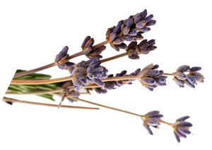Sprig of lavender flowers against a black background.