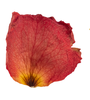 Close-up of a single red flower petal with yellow and dark markings at the base.