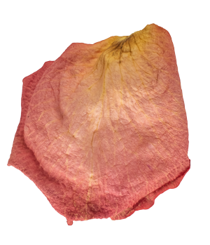 Close-up of a dried, crumpled rose petal with pink and yellow hues.