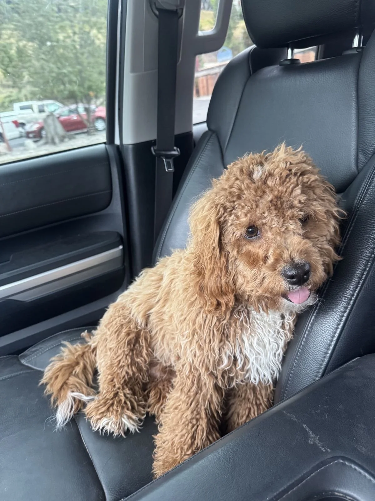 Shop dog, a curly red doodle puppy, riding in the work truck