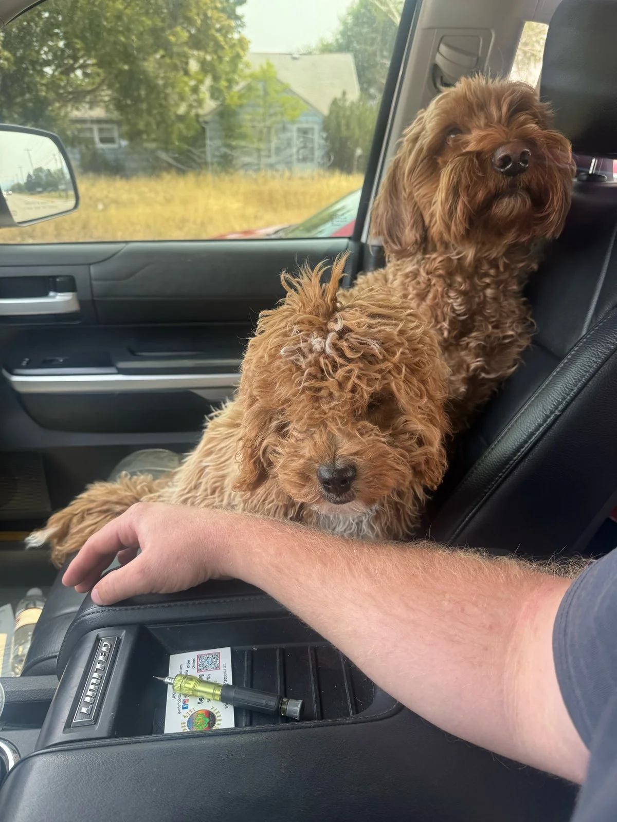 ProCare Climate shop dogs riding along