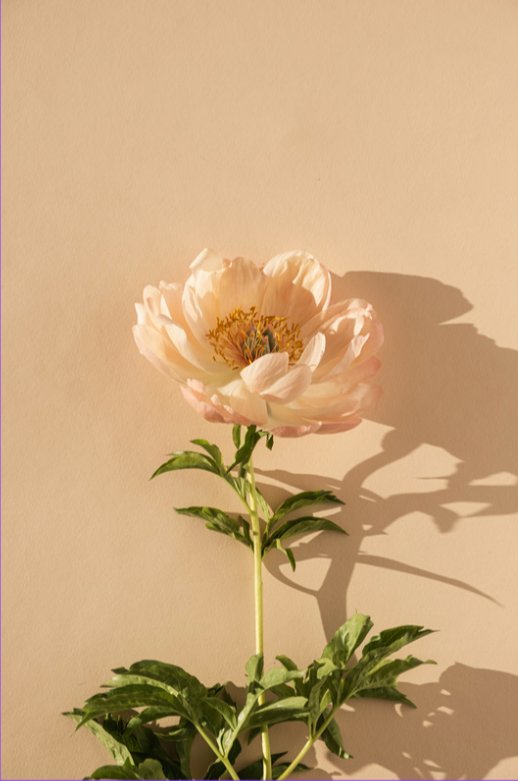 A single light pink peony flower with green leaves against a plain beige background, casting a shadow to the right.