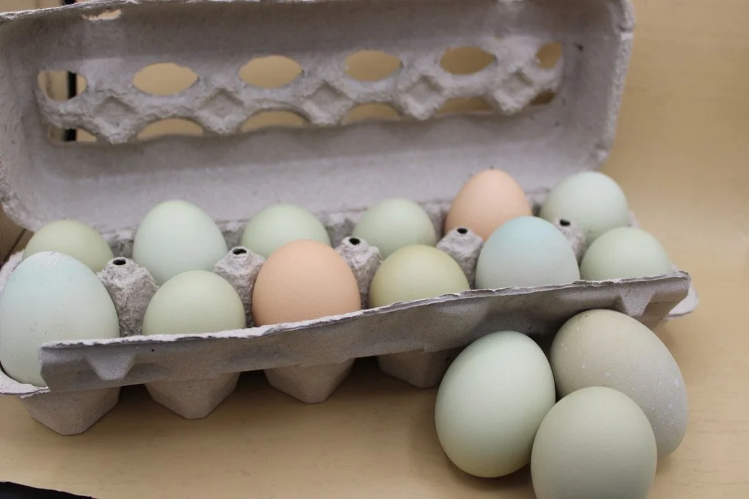 Oeufs frais- Fresh Eggs 12