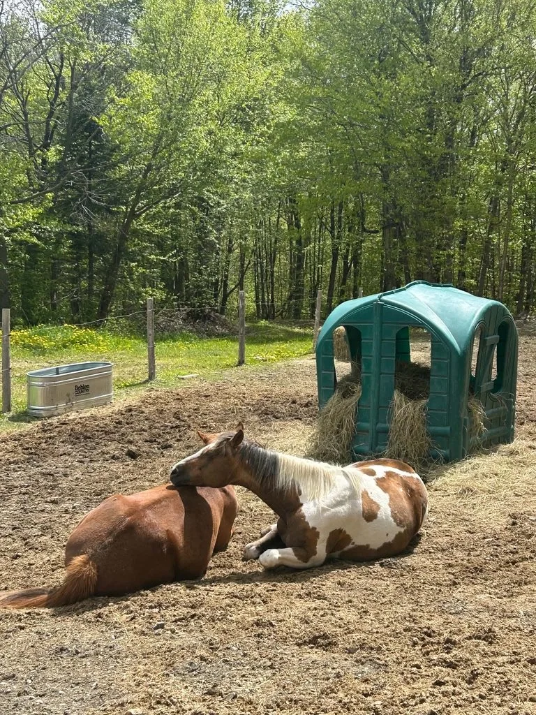 Two horses resting on dirt ground near a green plastic shelter on a farm, with trees and a fence in the background.