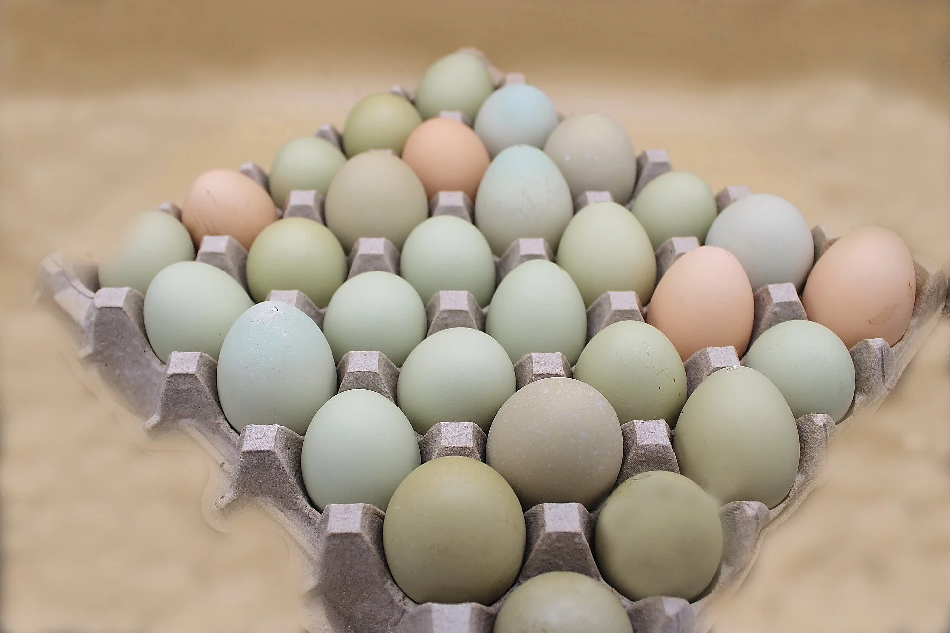 Oeufs frais- Fresh Eggs 30