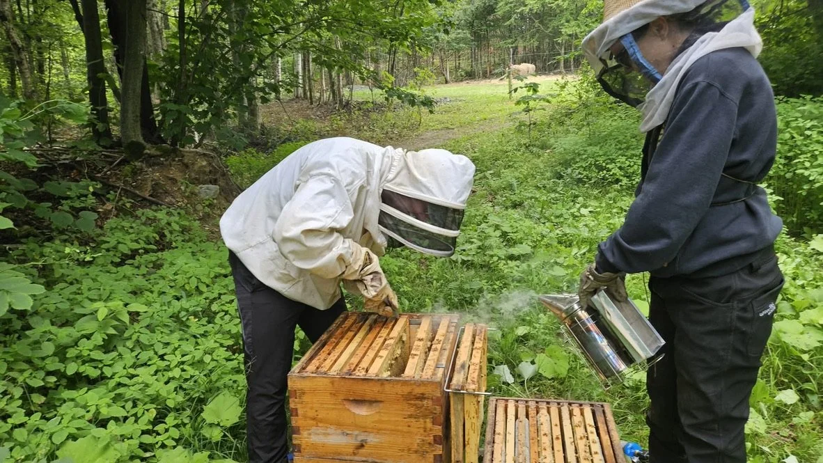 Two beekeepers inspecting a beehive in a green forest, wearing protective gear and smoking the hive.