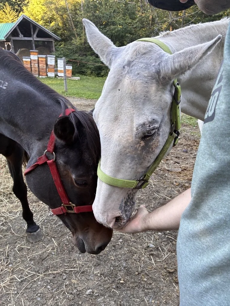 Two horses, one black with a red halter and one white with a green halter, nuzzling each other, with a person holding the white horse's chin. A barn and beehives are visible in the background.