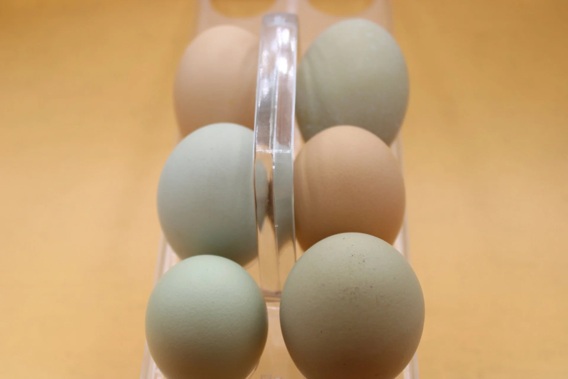 Oeufs frais- Fresh Eggs 6