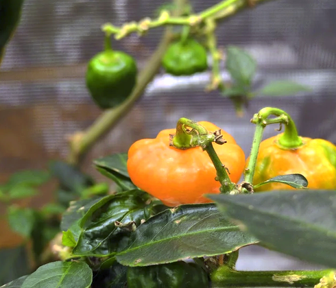 Close-up of a plant with green and yellow peppers, and a green fruit, growing on a branch among leaves.