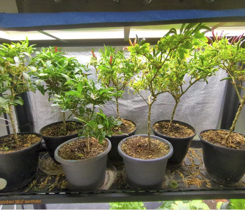 Several small potted plants with thin trunks and green leaves on a shelf under artificial grow lights.