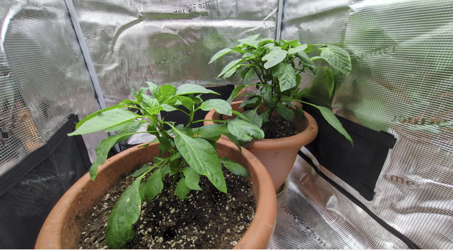 Two potted pepper plants growing inside a greenhouse.