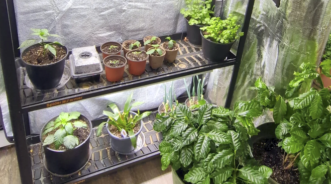 Indoor gardening setup with potted plants and seedlings on a metal rack and floor.