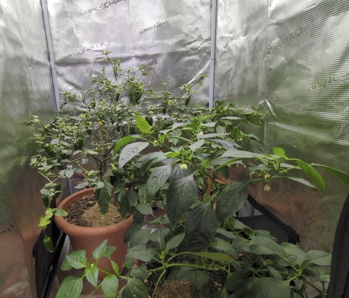 Indoor grow tent with potted green plants and seedlings