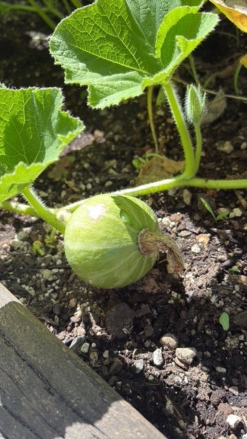 Kabocha squash on the vine in a garden bed