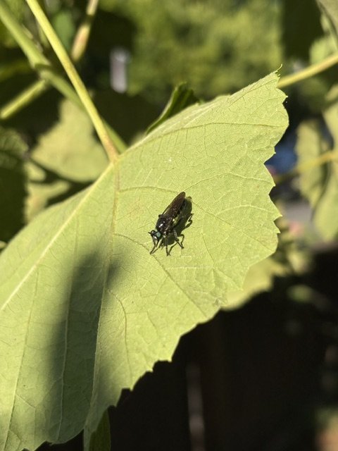 small bug on a grape leaf in the sunshine