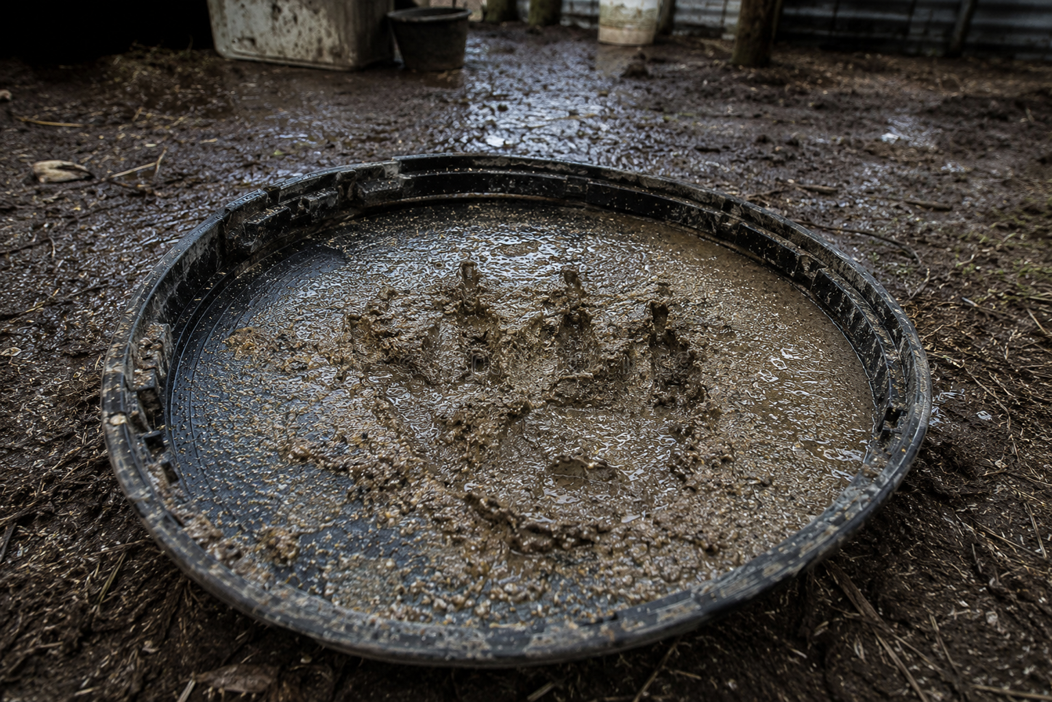 crocodile paw print.png