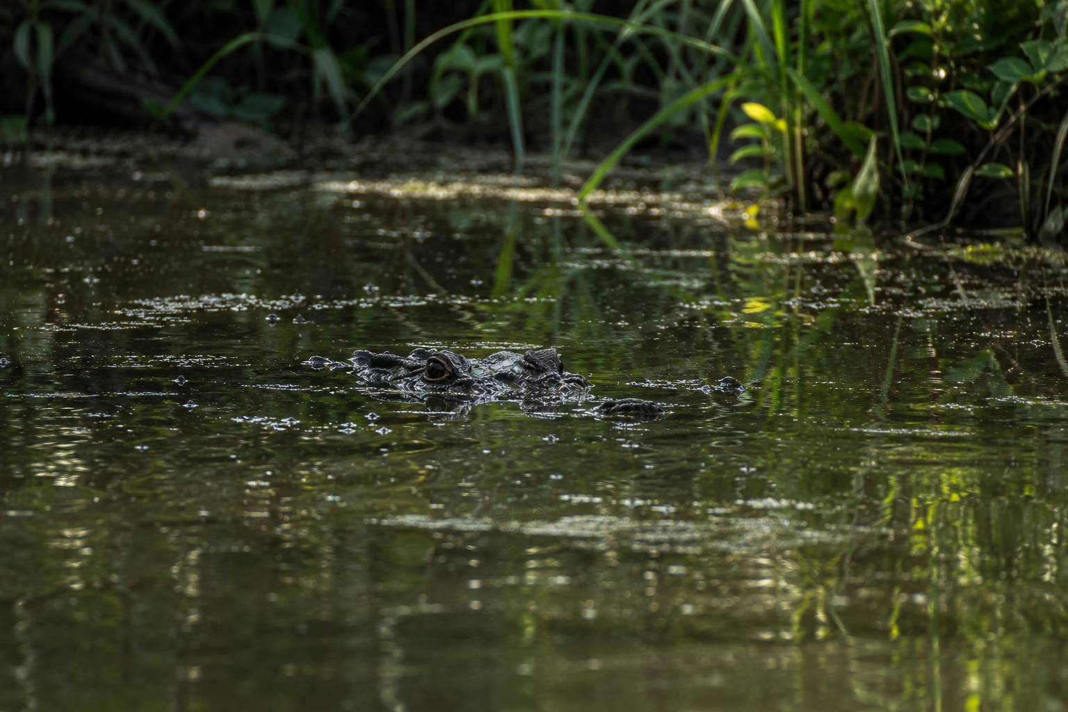 croc in water.png