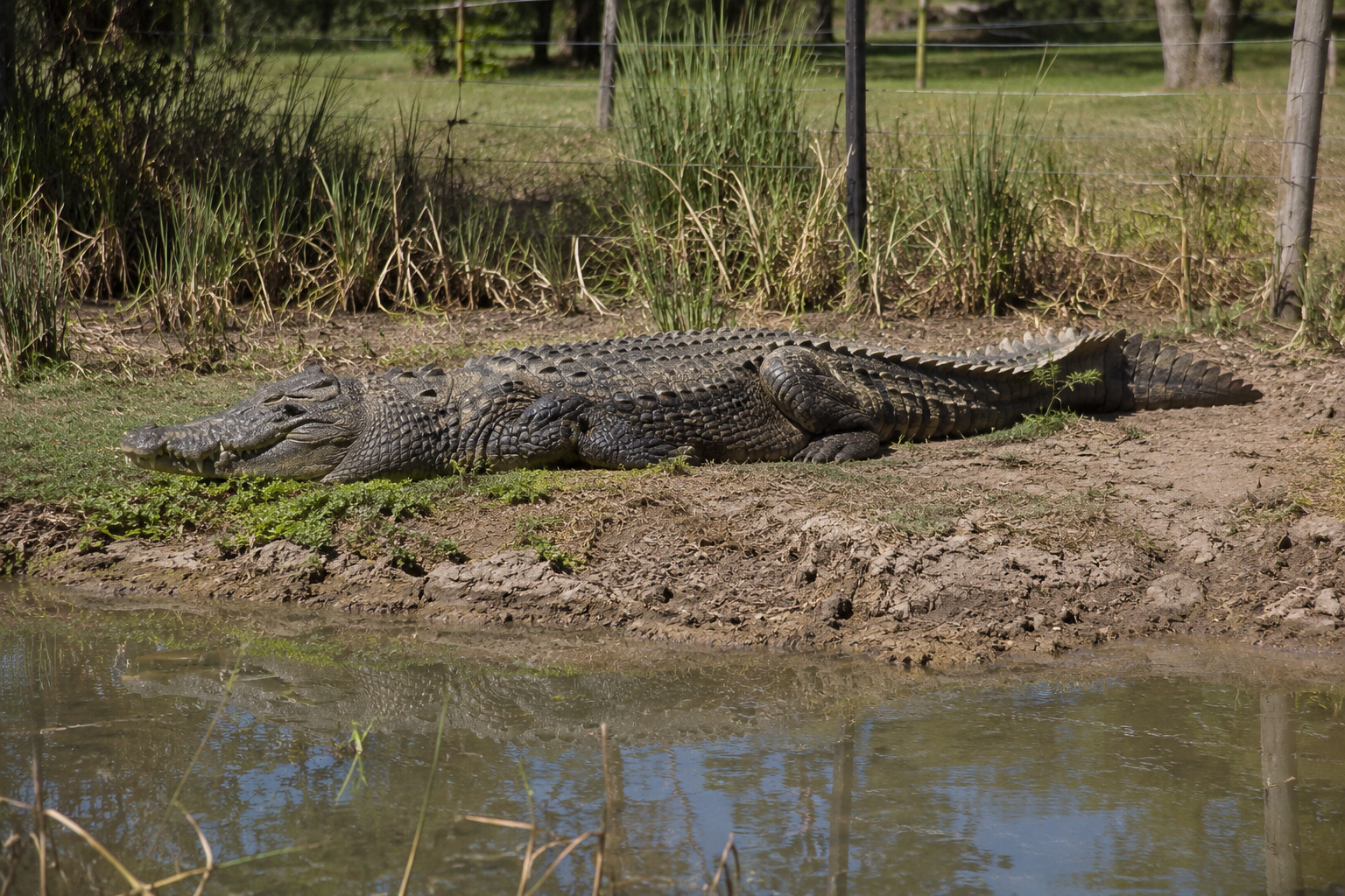 croc beside pond 1.png